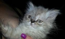 I have female lynx point kitten ready to go to her new home. She has been vet checked, vaccinated and dewormed. She is very affectionate and has been raised with children and large dogs.
This ad was posted with the eBay Classifieds mobile app.
