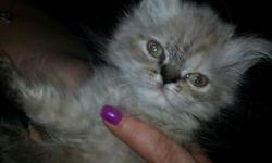 I have one female lynx point, she has her first shots, has been checked by the vet and is ready for her new home. She has been raised with large dogs, kids and other cats. She is very affectionate and playful.
This ad was posted with the eBay Classifieds