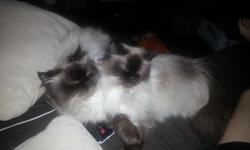 I have a pair of purebred Persian (Himalayan pointed) cats that I'm looking to place in a new home. They are great cats, female is an absolute love bug, however they seem stressed in our home with toddlers and large active dogs, they tolerate the dogs and