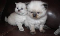 I have several himalayan kittens available. Shown here is a male seal point that was born September 7th. The other two are blue points, one male and one female, they were born September 11th. Kittens will be vet checked and will have received their first