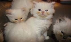 Himalayan kittens for sale. I have two creams (males), 1 blue (female) and 1 seal (female) available for their new homes on July 21st. They are eating solid food and have been litter box trained. They will be vaccinated and health certified at 8 weeks.