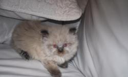 Himalayan kittens available now. Kittens are vet checked, vaccinated and have a health certificate. Mom is a blue point and dad is a seal point. There is one kittens left from this litter. There is a male seal point. Other litters available for their