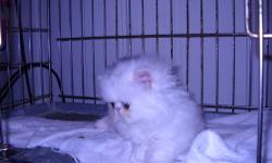 Persian Kitten for sale.
D.O.B. May 9, 2013
All white male litter trained.
Beautiful 1st shot and worming included.
Excellent Pedigree
This beautiful CFA registered kitten
Contact Info: Maryann 585-423-0094
View Videos Below: