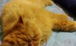 I have a pure Persian kitten , 1-1/2 years old , very fluffy , very friendly .
Looking for a new home as I have relocated .
Fully vaccinated , with Microchip , registered pet .