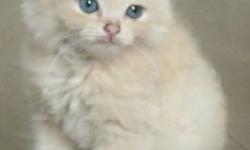 We are selling a male Himalayan kitten. The kitten is three months old. The kitten is orange in color. The kitten has bright blue eyes. he is litter box trained. This kitten would make a perfect gift for people of all ages.