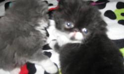 raised underfoot cute domestic / persian mix
cute black//white kittens yellow eyes 8 weeks old
not fixed too young
1male and 1female if interested call or email. Serious inquries only!