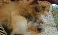 Persian kittens.1 male blue cream ,1 female white flame point.ready to go Aug 25th.will be vaccinated,wormed,and come with kitten care kit..I offer lifetime support with all your kitty questions ,and boarding if needed.20 plus years of excellent