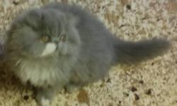 Hello, we have 3 beautiful Persian boys ready to find their forever homes. Very sweet, handsome boys, they are all brothers. Two are Blue & White and one is White with copper eyes. They are 6 months old.
They have all their current shots & have been