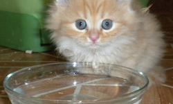 We are selling a litter of three beautiful Persian kittens, The Kitten are 7 weeks old.Three of the kittens are male and the other one is female. The kittens are available in a variety of colors, The males come in orange,rose-orange and black colors, The