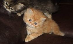 I have two female purebred persian kittens available. They were born August 31st and will be ready for their new homes on October 26th. The first female is a rare red tabby persian. Generally you will see males in this color, but females are very rare.