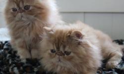 We have two darling red male Persian kittens ready to go! They were sired by Steeplechase Teddy and dam is TedEBear Persians Nikki. Nikki is a cross of PolarBearCats Ozzy (PolarBearCats were well known for their huge, fluffy, cottony coats, short fluffy
