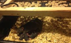I have pet quality rats and feeder rat for sale. From pinkie rats to large rats. If you are interested send me an email prices are reasonable compare to big chain pet stores. Thank you in advanced