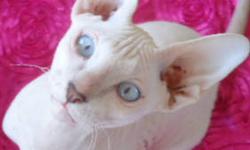 Available 5 MONTH OLD PETERBALD Sphynx Kitten:
- F2 blue chamois coat female with blue eyes, $1200;
- F3 blue tortoiseshell rubbery bald female, $1100;
- F6 black rubbery bald female $1000;
Our kittens come to you: TICA registered; health record: check by