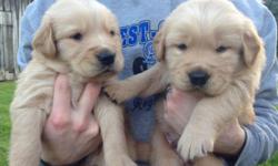Two boys available for sale
Petite Golden Retrievers are a hybrid, similar to the goldendoodles. These pups look just like a small golden retriever, to a miniature golden retriever. This gives a great temperament and small size, but also some