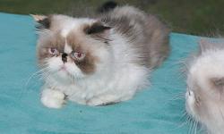 Beautiful Himalayan Persian, purebred, 1 year old: "Pie-O-My", Blue-eyed Tortie-point with White; spayed, great personality: exceptionally affectionate and gentle- a lap cat. Vet checked; vaccinated. Likes car and day trips; loves other cats,