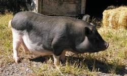 Pig (Farm) - Hazel - Large - Adult - Female - Pig
Meet Hazel. She came to us after being involved in an animal cruelty case. She came with her 9 piglets and 2 teenagers. Hazel has most likely given all her babies the greatest start she could but did not