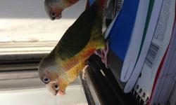 I have 2 baby pineapple green cheek conure ready to go to thier new home. Hand fed and hand tamed babies. Very social birds. I give them quility time daily and are surrounded by kids and adults. Very nice birds would be a great companion to any good