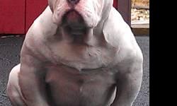 Exclusive breading Was my first pick MALE pup 5 Months old. 50% Gotti Line 50% Razors Edge. Mother is 2X inbreed 2X Tomb Stone 2X Choopa 2X Dolly 4X 21 Black Jack.and much more. Father is out of Bullymade's Kennels check out his pedigree below (click