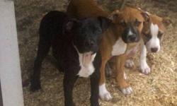 2 males 1 female born on Father's Day half blue nose and half American pit bull
This ad was posted with the eBay Classifieds mobile app.