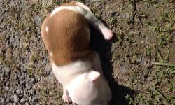 I have a litter of Pit Bull Pups for sale to Good Homes Only. Father is part Razors Edge, Mother is a Blue Nose/ Red Nose mix. Both parents are on premises. Both have excellent temperament, raised around children, other animals. Pups are a mix of blues,