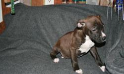 2 girls and 1 boys. Dewormed twice. DOB 12/18/12 girls are brindle with some white boys are black,brown with white I will take trades.Email me and ask.they are 5 months now great with kids, mostly house broken and need forever homes. They come with collar