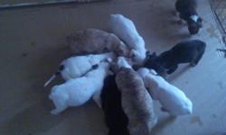 Pit bull puppies ready for Christmas six weeks Fri and they are eating and drinking call 585-775-1971or 585-287-4144