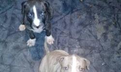 I have 2 male, 2 female left who need homes asap.
please contact for more info or to see dogs. 5165514280