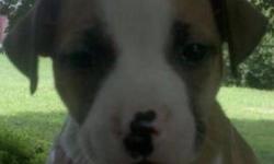 14 weeks old female half blue nose half American pit bull
This ad was posted with the eBay Classifieds mobile app.