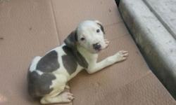 Pit bull puppys for sale ready now 200 o/b call 585=287=4144