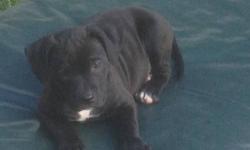 Pit Bull pups for sell (3)males (4)females all black ears cropped on the males . All dewormed and shots serious inquiries only. Just one female left and she is big.