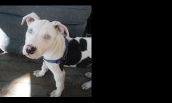 I have a pit bull terrier with ice blue eyes. he is approximatley 9 months old. He is crate trained and mostly an outdoor dog. He is very friendly but he is also hyper active. Short white hair with black markings like a cow. His ears are not clipped. He