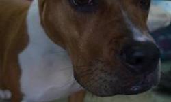 Pit Bull Terrier - Aleah - Medium - Young - Female - Dog
Aleah was an owner surrender due to landlord not allowing them to keep their dog. She is 1 years old, and is very sweet. She was really sad to see her family go, and even cried for them. It was very