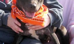 Pit Bull Terrier - America - Medium - Young - Female - Dog
America loves, loves, loves people! This happy and petite little girl is happiest in the company of people. We love when she just rolls over on her back to have her belly rubbed! This cute young