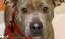 Pit Bull Terrier - Angel - Medium - Adult - Female - Dog
What You Need in Order to Adopt
When you are ready to visit the 92nd Street ASPCA Adoption Center, please note the following to facilitate the adoption process:
* You must be 21 years of age or