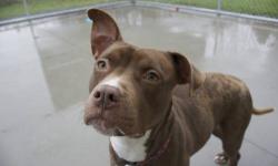 Pit Bull Terrier - Antebellum - Medium - Young - Female - Dog
At just over a year old, Antebellum is ready to play, tug o war seems to be her favorite. Knows how to sit. Knows how to snuggle....what more do you want?
potsdamhumanesociety.org