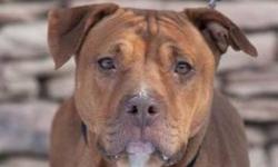 Pit Bull Terrier - Baby - Large - Adult - Female - Dog
Baby is a sweet, goofy female pit bull mix. She was brought into the shelter because her family was moving and unfortunately she could not go along. Baby can be a little shy at first, she would do