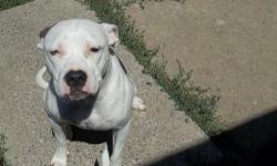 Pit Bull Terrier - Bailey - Large - Young - Female - Dog
Say hello to this bundle of energy. She loves to rule the play, so she needs someone to help her not be the boss. Very friendly and loves to give kisses.
CHARACTERISTICS:
Breed: Pit Bull Terrier