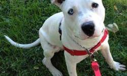 Pit Bull Terrier - Batman - Medium - Young - Male - Dog
Hi, my name is Batman and I am deaf, but please don't let that stop you from meeting me. I am a nice dog and am learning commands by hand signals. Come in and meet me, I'm a happy nice looking guy if