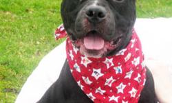 Pit Bull Terrier - Baxter - Medium - Adult - Male - Dog
Our buddy Baxter is a friendly guy ready to put a smile on your face! This happy-go-lucky dude is fun, loving and playful! We think he even smiles from ear to ear! Baxter loves people so we know