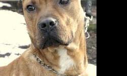 Pit Bull Terrier - Be-po (foster) - Large - Baby - Male - Dog
CHARACTERISTICS:
Breed: Pit Bull Terrier
Size: Large
Petfinder ID: 24927762
ADDITIONAL INFO:
Pet has been spayed/neutered
CONTACT:
Rochester Animal Services | Rochester, NY | 585-428-7274
For