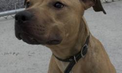 Pit Bull Terrier - Beans - Medium - Adult - Male - Dog
Democrats, Republicans, Independents.....
Blah Blah Blah...
My name is Beans, and if you ADOPT me:
I promise I will be a loyal friend to you!
I promise to give back twice the amount of love I