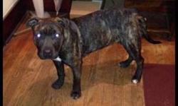 Pit Bull Terrier - Bear - Medium - Baby - Male - Dog
Bear is a brindle pit mix with beautiful colors. Still a puppy, we're thinking he's about 7 months old now. Bear had a little bit of a rough start. But now that he's in his foster home, he's enjoying