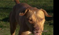 Pit Bull Terrier - Bella (foster) - Large - Young - Female - Dog
Bella from her Foster Mom's eyes... Bella is a real joy to have staying with us. She is very affectionate with a friendly and playful demeanor. She is fully housetrained, and we are working