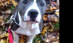 Pit Bull Terrier - Bella - Large - Young - Female - Dog
CHARACTERISTICS:
Breed: Pit Bull Terrier
Size: Large
Petfinder ID: 24434292
CONTACT:
Rochester Animal Services | Rochester, NY | 585-428-7274
For additional information, reply to this ad or see: