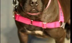 Pit Bull Terrier - Bev - Large - Adult - Female - Dog
Age: 4 years
Sex: Female
Breed: APBT Mix
Hi! My name is Bev! I'm 4-years-old, very sweet and friendly, and love to cuddle in your lap. I am a stocky lady, but not very tall. I have quickly become a