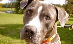 Pit Bull Terrier - Billy Bob - Large - Adult - Male - Dog
Meet Billy Bob!
This gentle 2 year old giant enjoys the slow pace of life! Billy Bob recently attended the Hudson Valley Harvest Festival where loud music resonated, merry children skipped, food