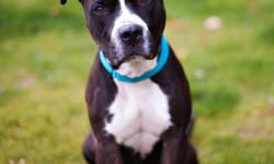 Pit Bull Terrier - Blake - Medium - Adult - Male - Dog
Blake is a young adult male who loves to play. He needs a home to continue working with him on his basic obedience. He's a friendly boy who would love to find a home to call his own.
CHARACTERISTICS:
