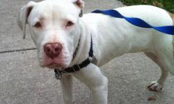 Pit Bull Terrier - Blanca (foster) - Large - Baby - Female - Dog
CHARACTERISTICS:
Breed: Pit Bull Terrier
Size: Large
Petfinder ID: 24184438
CONTACT:
Rochester Animal Services | Rochester, NY | 585-428-7274
For additional information, reply to this ad or