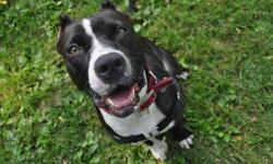 Pit Bull Terrier - Blue Bonnet - Medium - Adult - Female - Dog
Meet Blue Bonnet!
Affectionately called ?Bonnie?, this 5 year old southern belle has proven herself to be a master of social graces. Bonnie is a pleasure to walk with and a thoughtful student