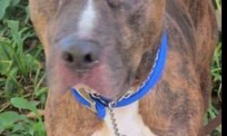 Pit Bull Terrier - Bones - Large - Adult - Male - Dog
Bones is a very energetic 4 year old pit bull. He likes other dogs but tends to get too boisterous with them. He is a perfect family dog for the active family but children should 10 or older as Bones